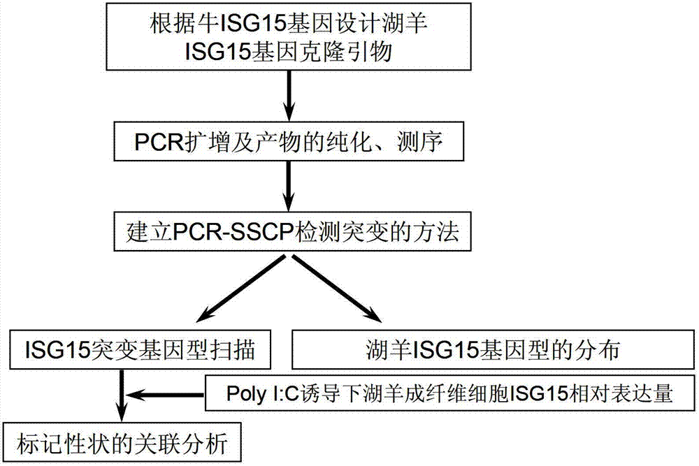 Sheep disease resistance related molecular marker of ISG15 gene and application thereof
