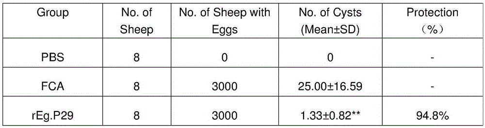 Gene rEg.P29 molecular engineering vaccine resistant to sheep echinococcosis infection and preparation method and application thereof