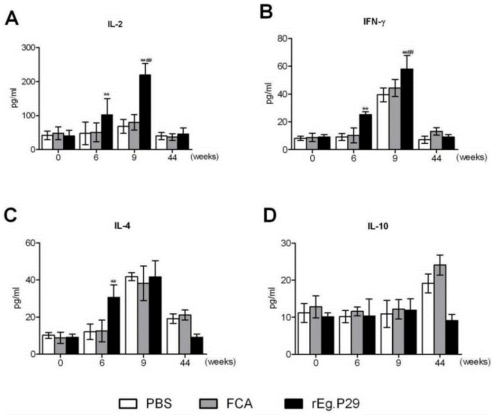 Gene rEg.P29 molecular engineering vaccine resistant to sheep echinococcosis infection and preparation method and application thereof