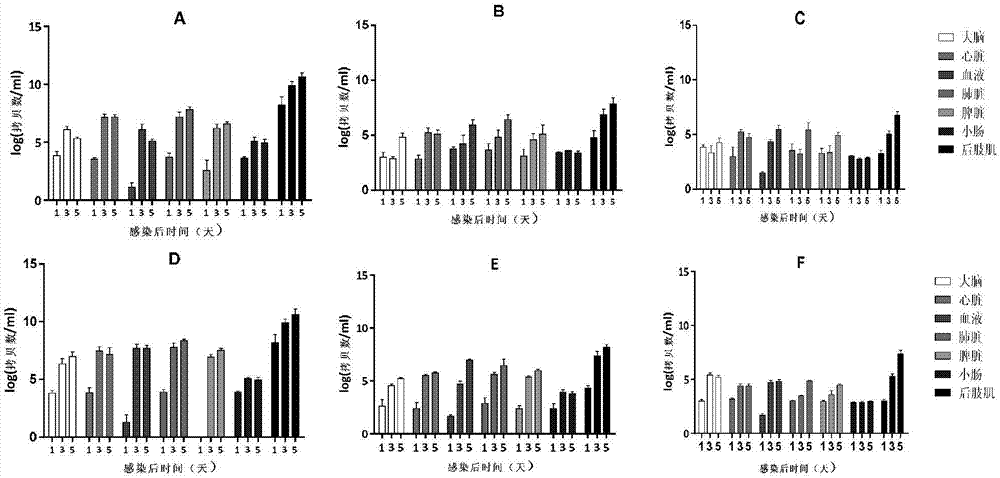 Coxsackievirus A6 type infected animal model as well as preparation method and application thereof