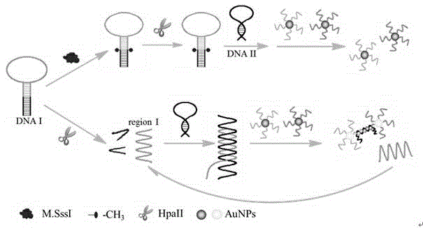 Colorimetric sensing method for detecting activity of DNA transmethylase based on DNA chain substituting circulation amplifying technology