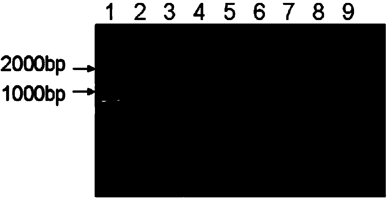 Root canal-periapical complex in vitro model