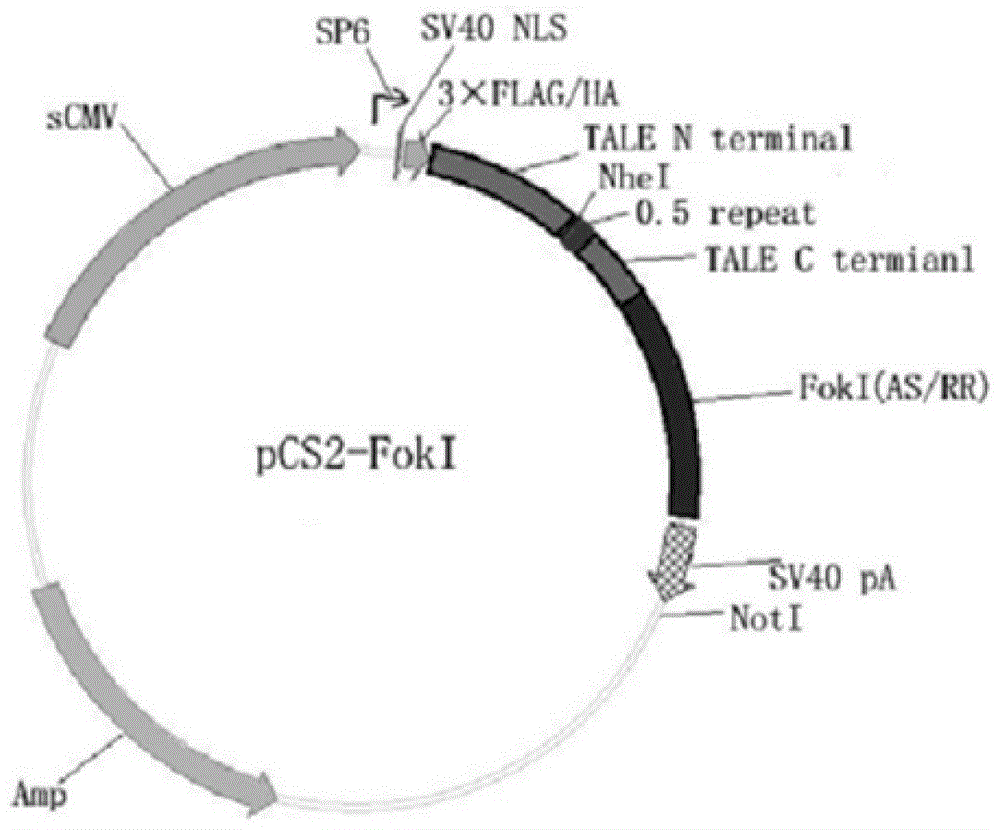 A pair of Talen recognition sequences targeting zebrafish forkhead box n1 gene and its mRNA preparation method