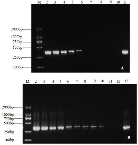 A kind of molecular detection primer and detection method of banana scab