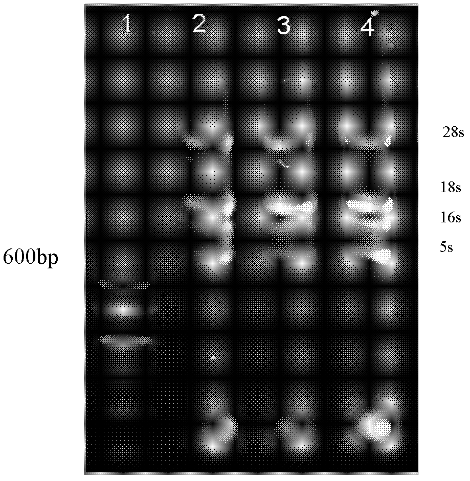 Triticum aestivum mevalonate kinase (TaMVK) gene as well as isolation colonizing and enzyme activity measuring method thereof
