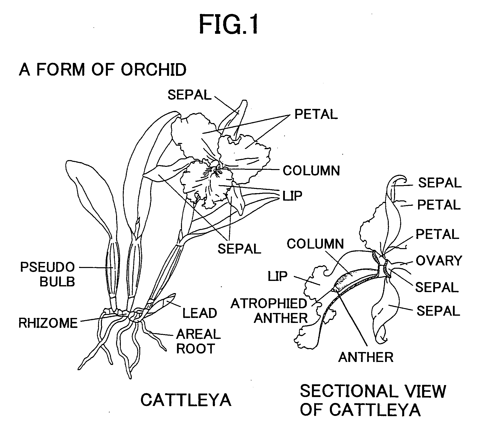 Method of constructing orchid haploid by treating unfertilized orchid flower with auxin and method of growing orchid