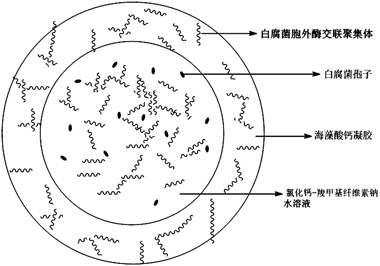 Calcium alginate-sodium carboxymethyl cellulose co-immobilized white rot fungus and its extracellular enzyme biological microcapsules and its preparation method