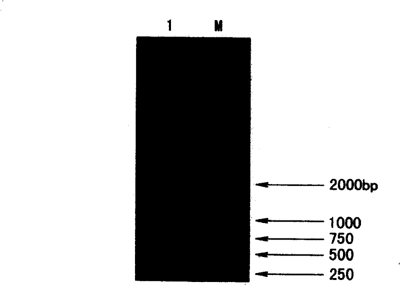 Expression of vibrio alginolyticus outer membrane protein VA0760 and application thereof as vaccine component