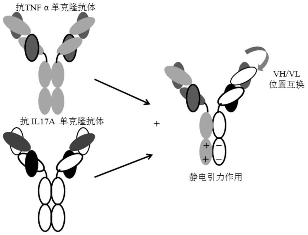 IgG heterozygous anti-TNFα and IL-17A bispecific antibody