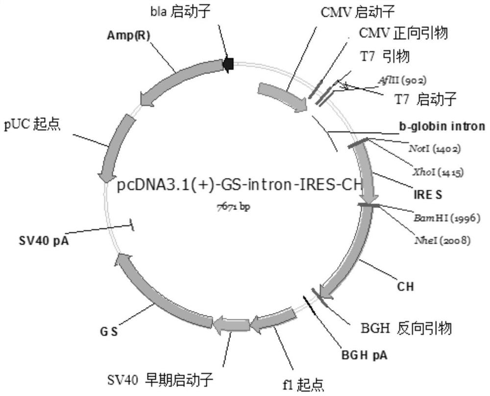 IgG heterozygous anti-TNFα and IL-17A bispecific antibody
