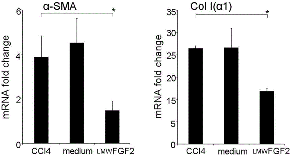 Application of low molecular weight basic fibroblast growth factor lmw FGF2