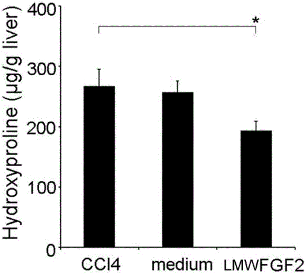 Application of low molecular weight basic fibroblast growth factor lmw FGF2