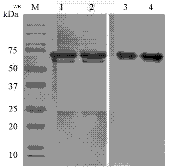 Hybridoma cell line for secreting monoclonal antibody against chromogranin A and application of hybridoma cell line