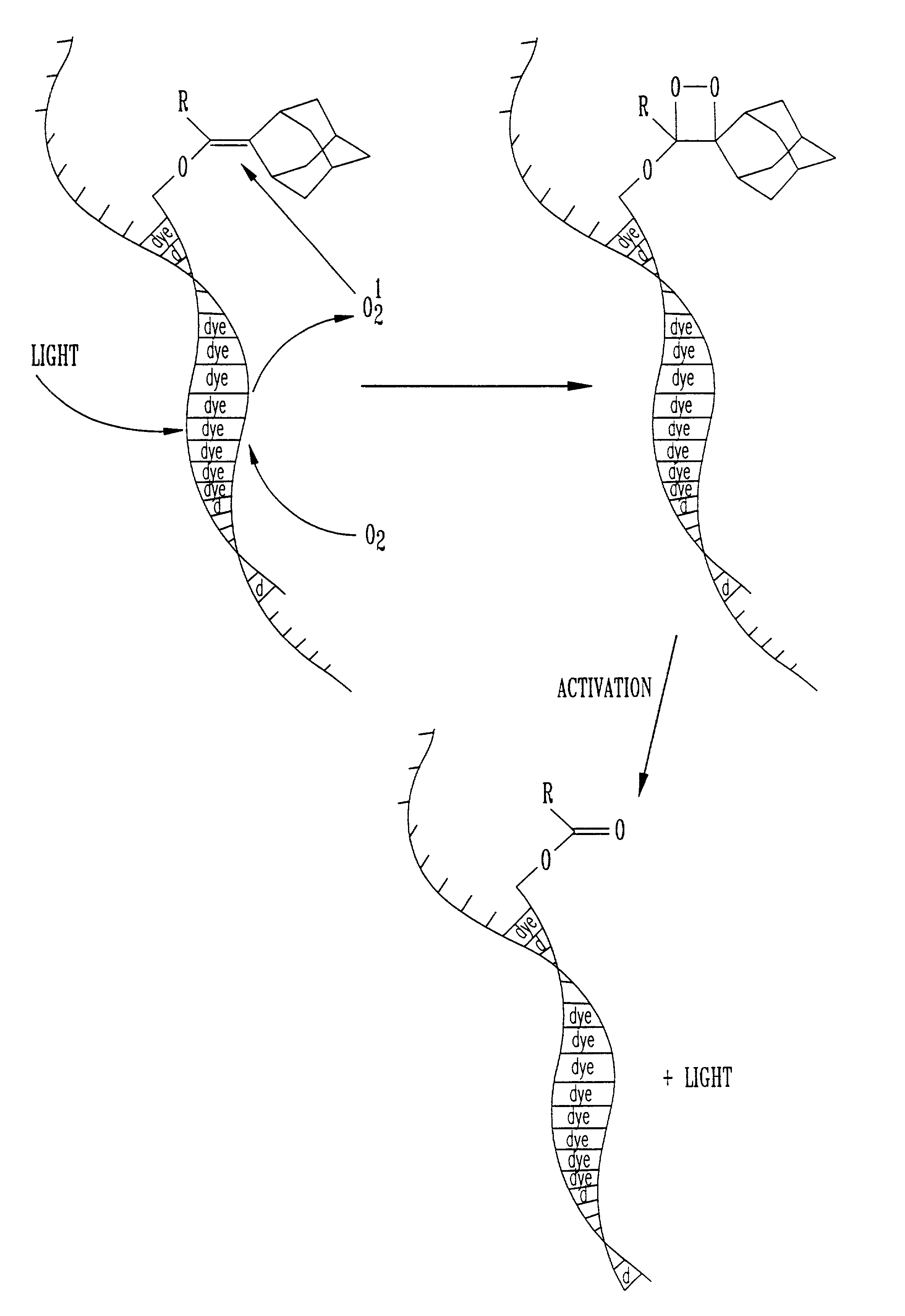 Dioxetane labeled probes and detection assays employing the same