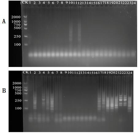 Loop-mediated isothermal amplification primer for rapidly detecting rotylenchulus reniformis and application of loop-mediated isothermal amplification primer