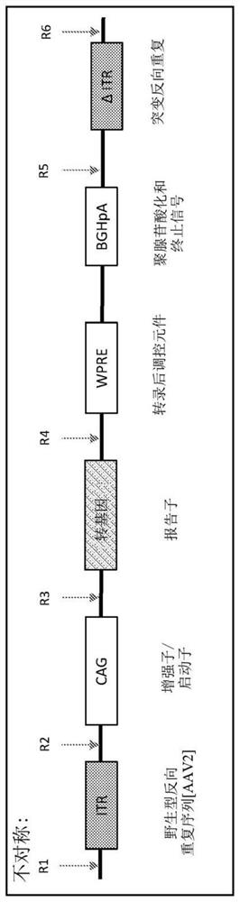 Non-viral DNA vectors and uses thereof for expressing phenylalanine hydroxylase (PAH) therapeutics