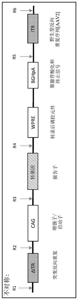 Non-viral DNA vectors and uses thereof for expressing phenylalanine hydroxylase (PAH) therapeutics