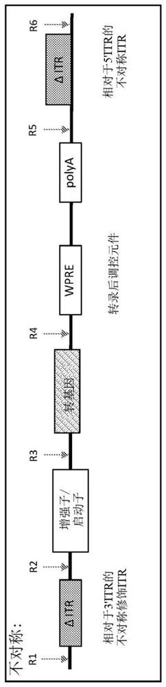 Non-viral DNA vectors and uses thereof for expressing phenylalanine hydroxylase (PAH) therapeutics