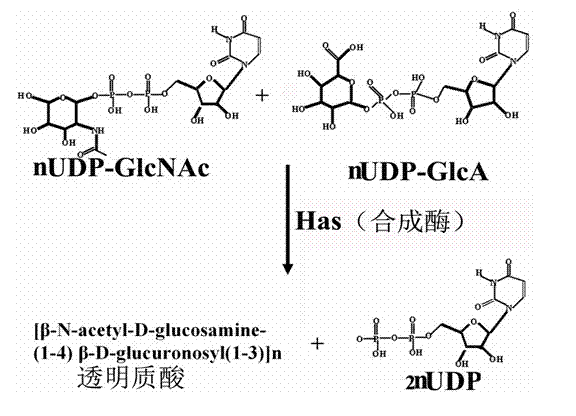 Engineering escherichia coli capable of efficiently producing hyaluronic acid and preparation method thereof