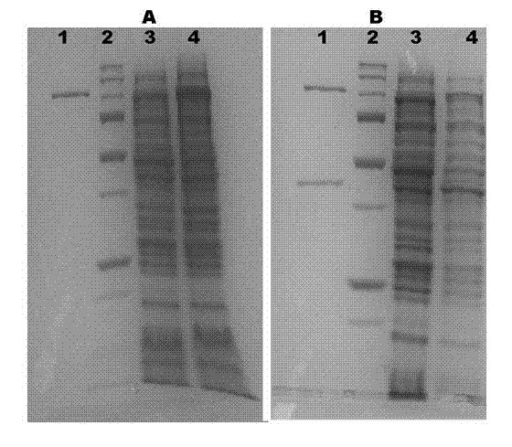 Engineering escherichia coli capable of efficiently producing hyaluronic acid and preparation method thereof