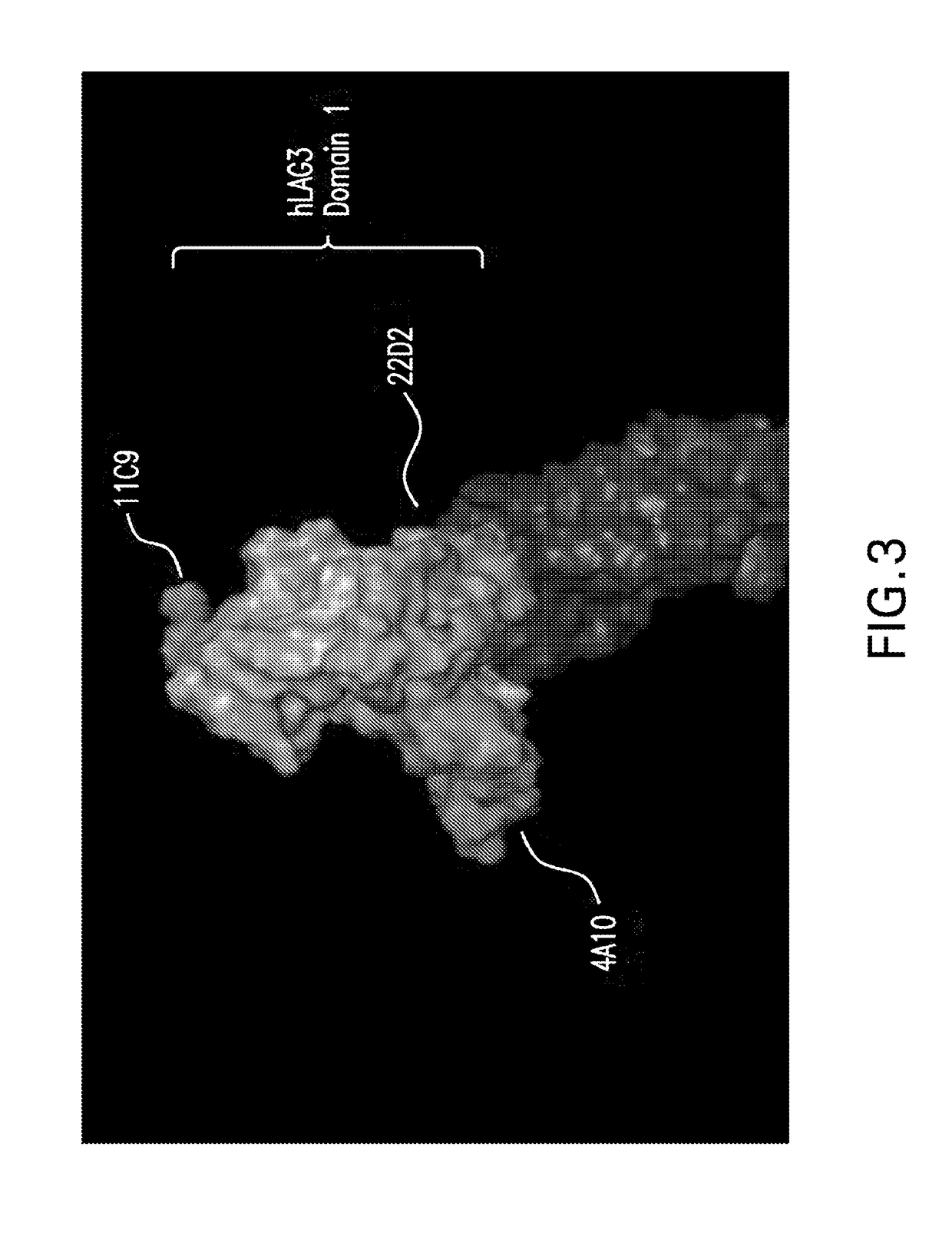 Anti-lag3 antibodies and antigen-binding fragments