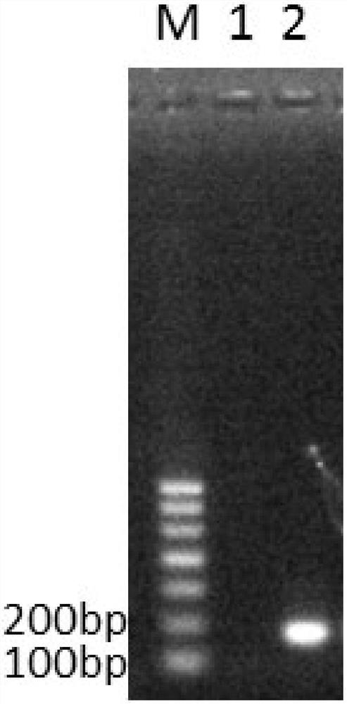 Primer set and method for identifying Streptomyces flavus w68