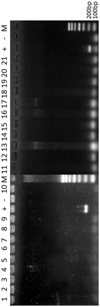 Primer set and method for identifying Streptomyces flavus w68