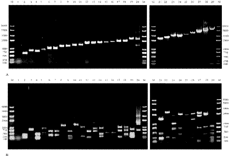 Method for detecting gene cassette array in bacterium integron by using EcoRII enzyme digestion restriction map library