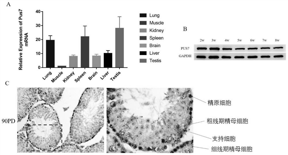 Construction method and application of azoospermia mouse model