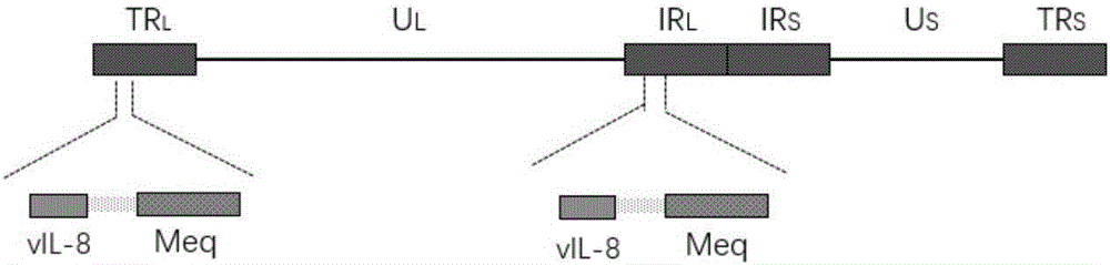 Construction of recombinant MDV (Marek's Disease Virus) and vIL-8 (Viral Interleukin 8) double-gene deleted strain and application thereof