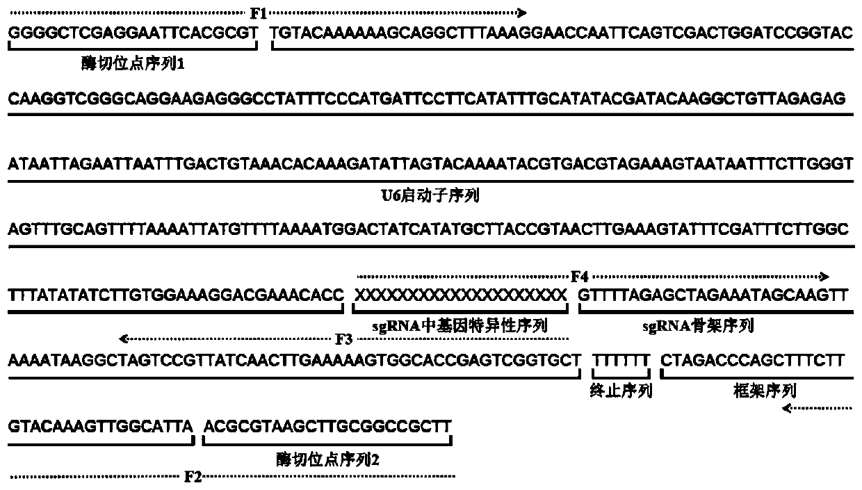 Establishing method of sgRNA expression component driven by gene editing U6 promoter