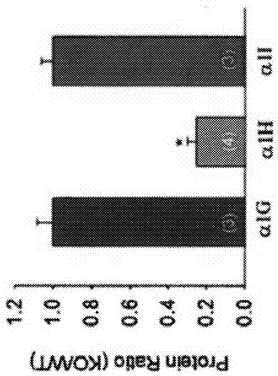 Methods for modulating klhl1 levels, methods for modulating current activity in t-type calcium channels, molecules therefor, and methods for identifying molecules therefor