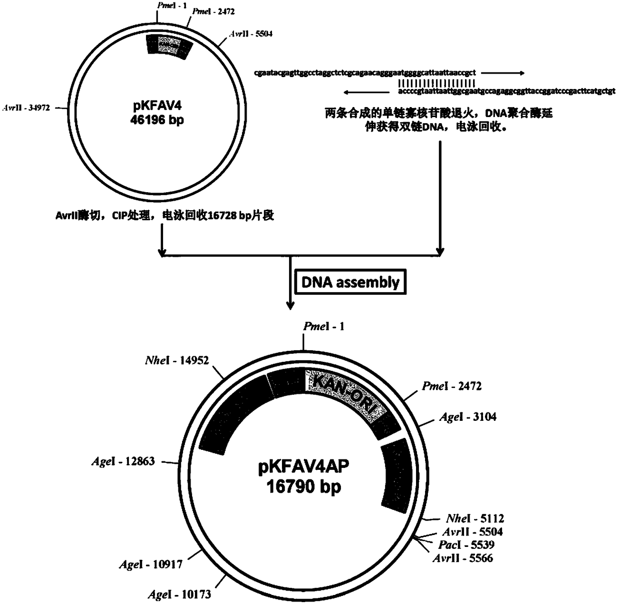 Fowl adenovirus 4 (FAdV-4) vector system and applications thereof