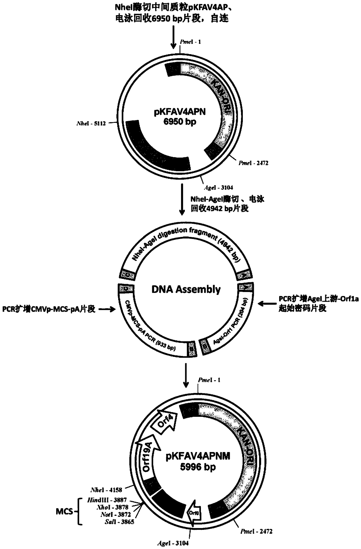 Fowl adenovirus 4 (FAdV-4) vector system and applications thereof