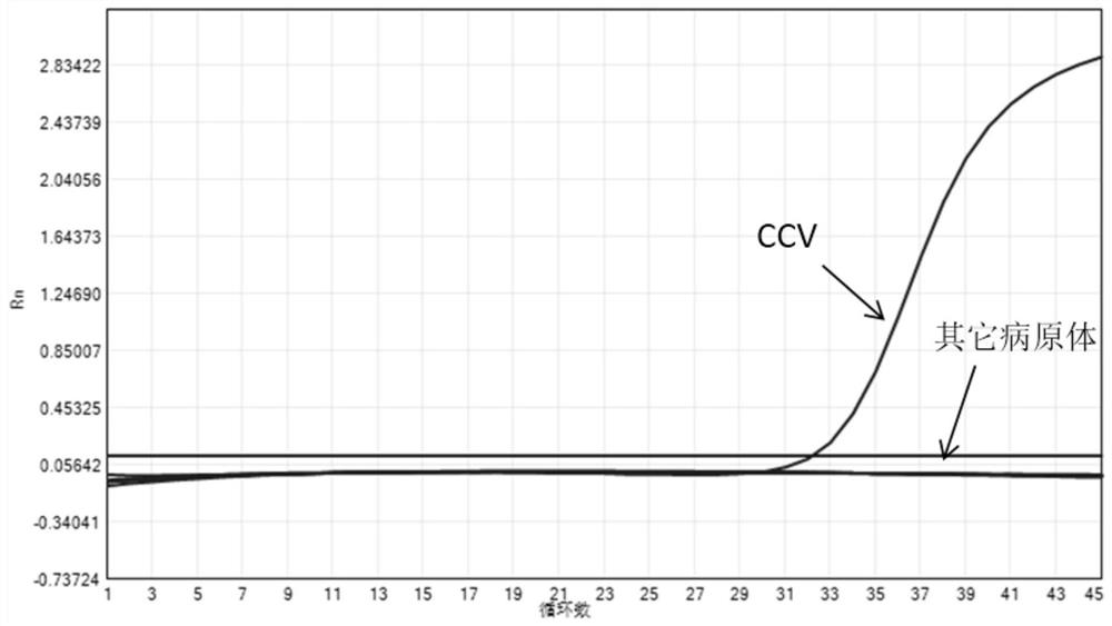 Nucleic acid composition for detecting canine coronavirus and canine parvovirus, kit and application