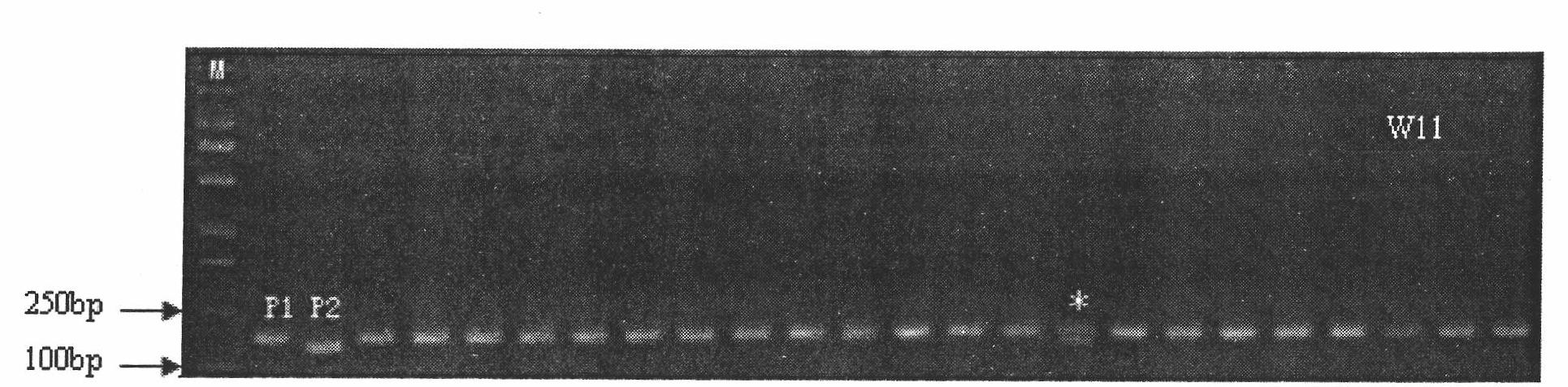 Method for recurrently and selectively breeding non-glutinous rice by using recessive cytoblast sterile material
