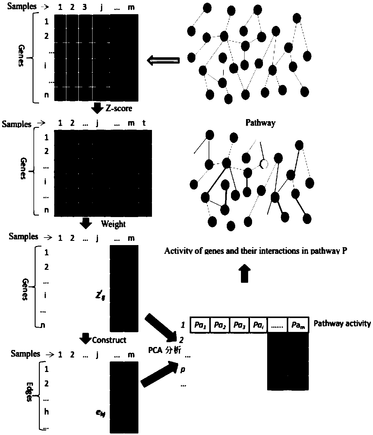 Method of inferring gene pathway activity