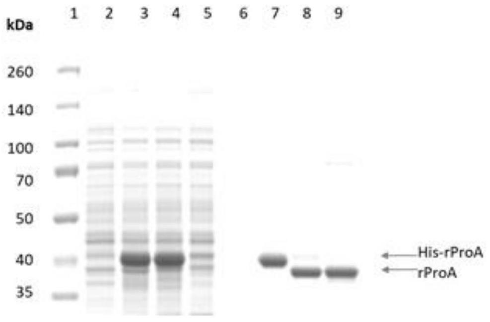 Affinity chromatography medium based on recombinant protein A as well as preparation method and application of affinity chromatography medium