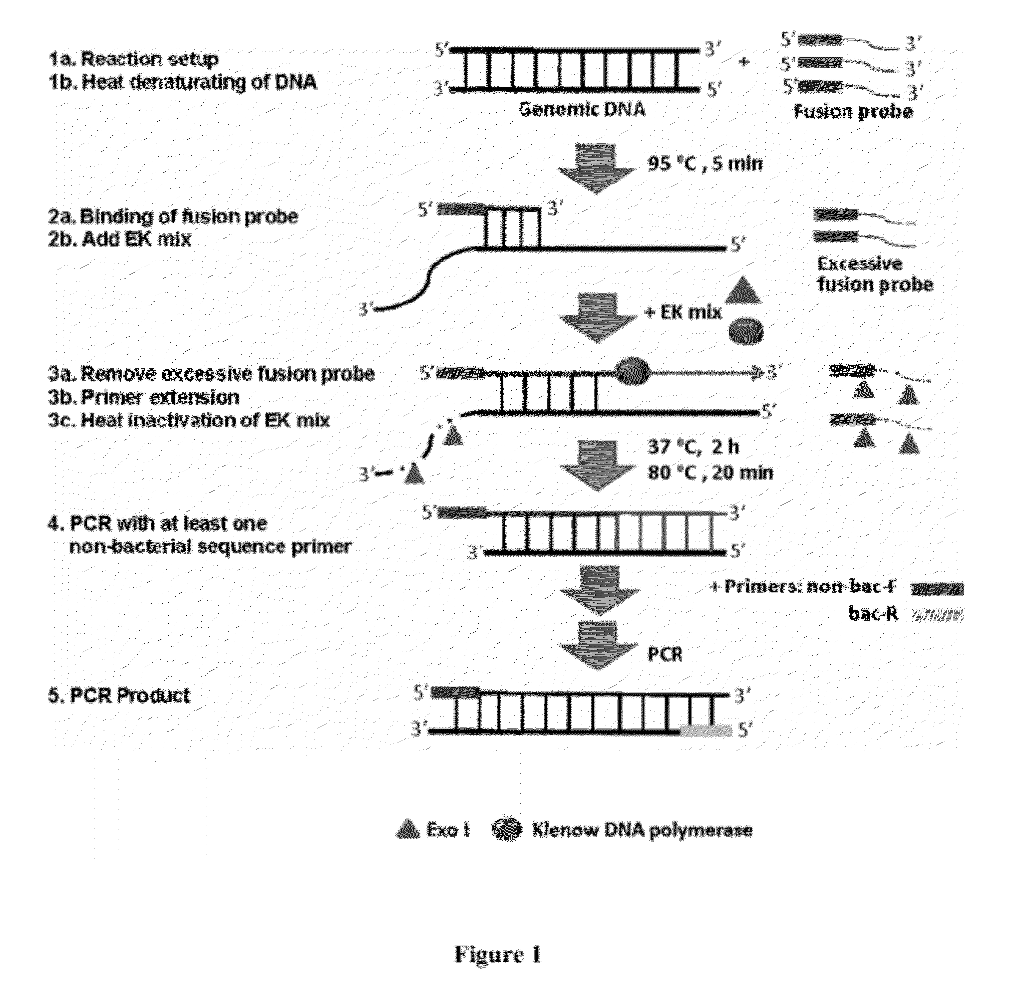 Methods, systems, and compositions for detection of microbial DNA by PCR