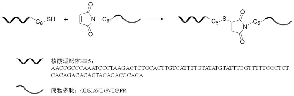Nucleic acid aptamer-polypeptide complex probe and its preparation method and application