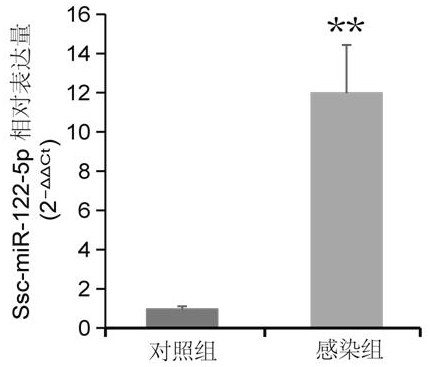 A kind of ssc-mir-122-5p associated with c-type Clostridium perfringens infectious diarrhea in piglets and its application