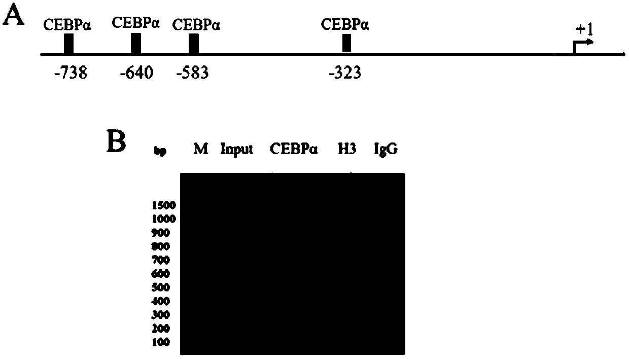 Application of transcription factor CEBP alpha serving as transcription factor of Kiss1 promoter region