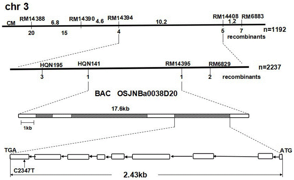 Rice senescence control gene oscdc48e and its encoded protein