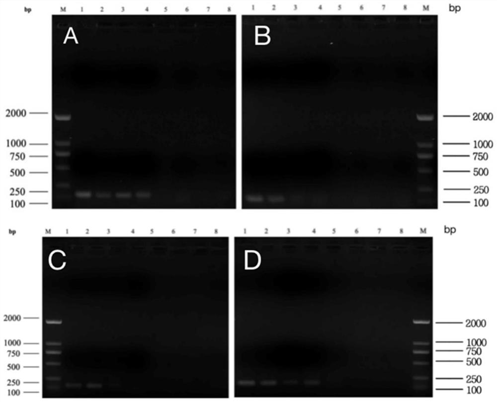 RAA primer for detecting 12 serotypes of fowl adenovirus I group and detection method of RAA primer