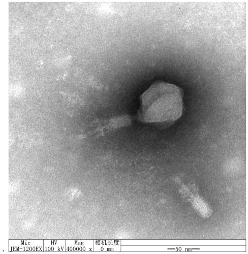 Wide-lytic-spectrum Vibrio alginolyticus phage, composition thereof, kit and application of kit