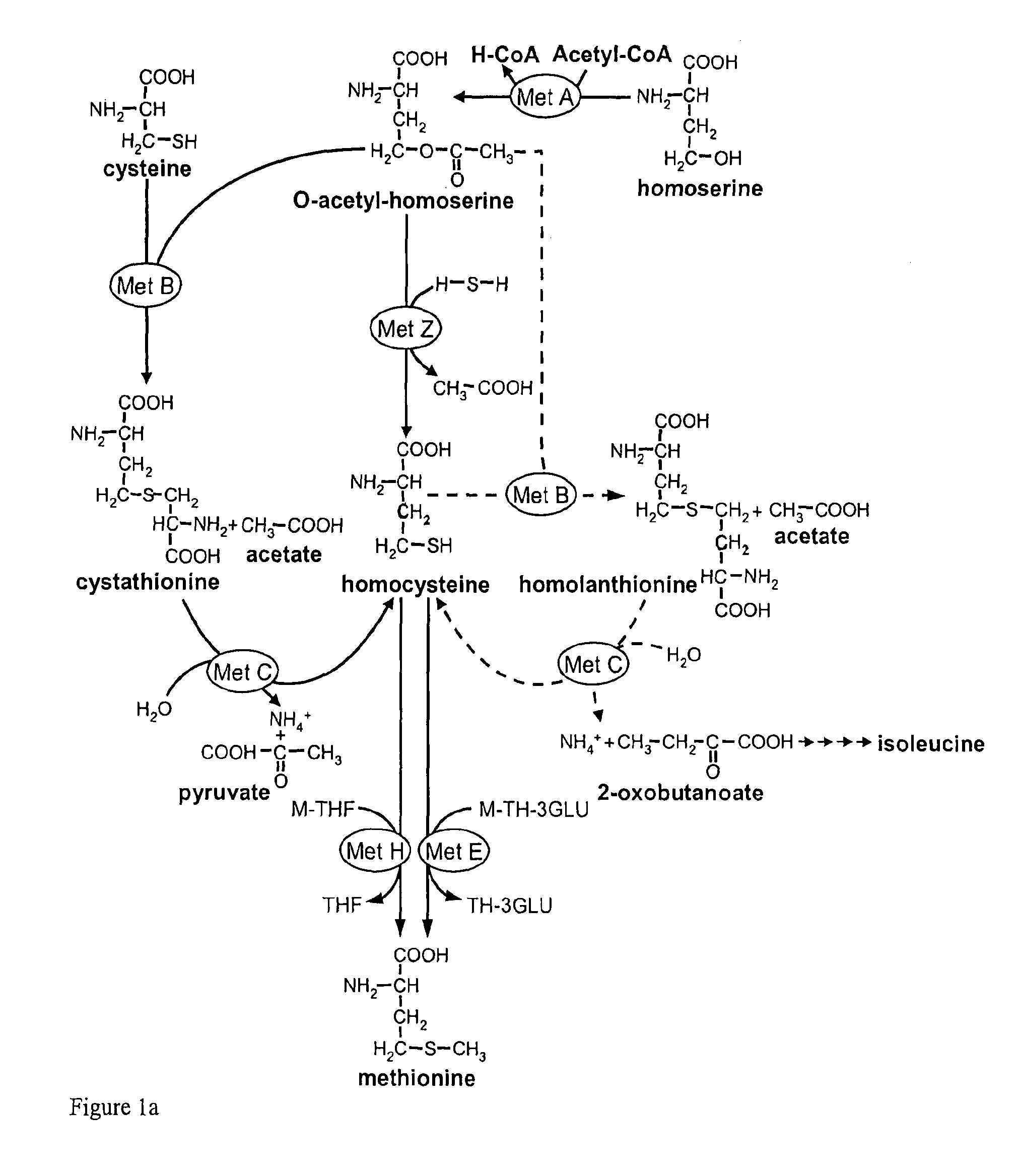 Microorganism and process for the preparation of L-methionine