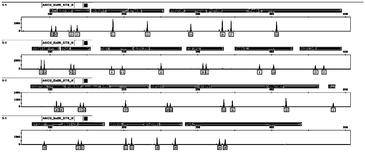 A kit for simultaneous analysis of 26 loci of human genome DNA by fluorescent labeling compound amplification and its use method and application