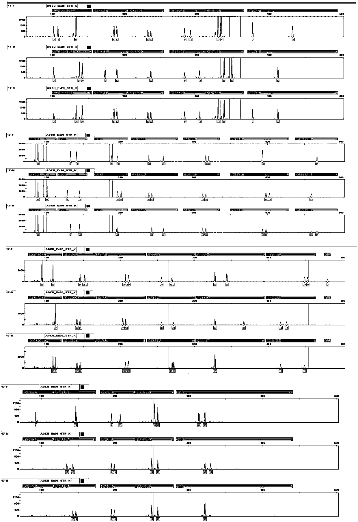 A kit for simultaneous analysis of 26 loci of human genome DNA by fluorescent labeling compound amplification and its use method and application