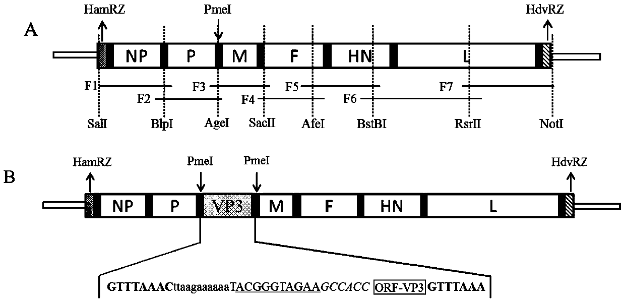 A kind of recombinant Newcastle disease virus expressing goose parvovirus vp3 gene and its construction method
