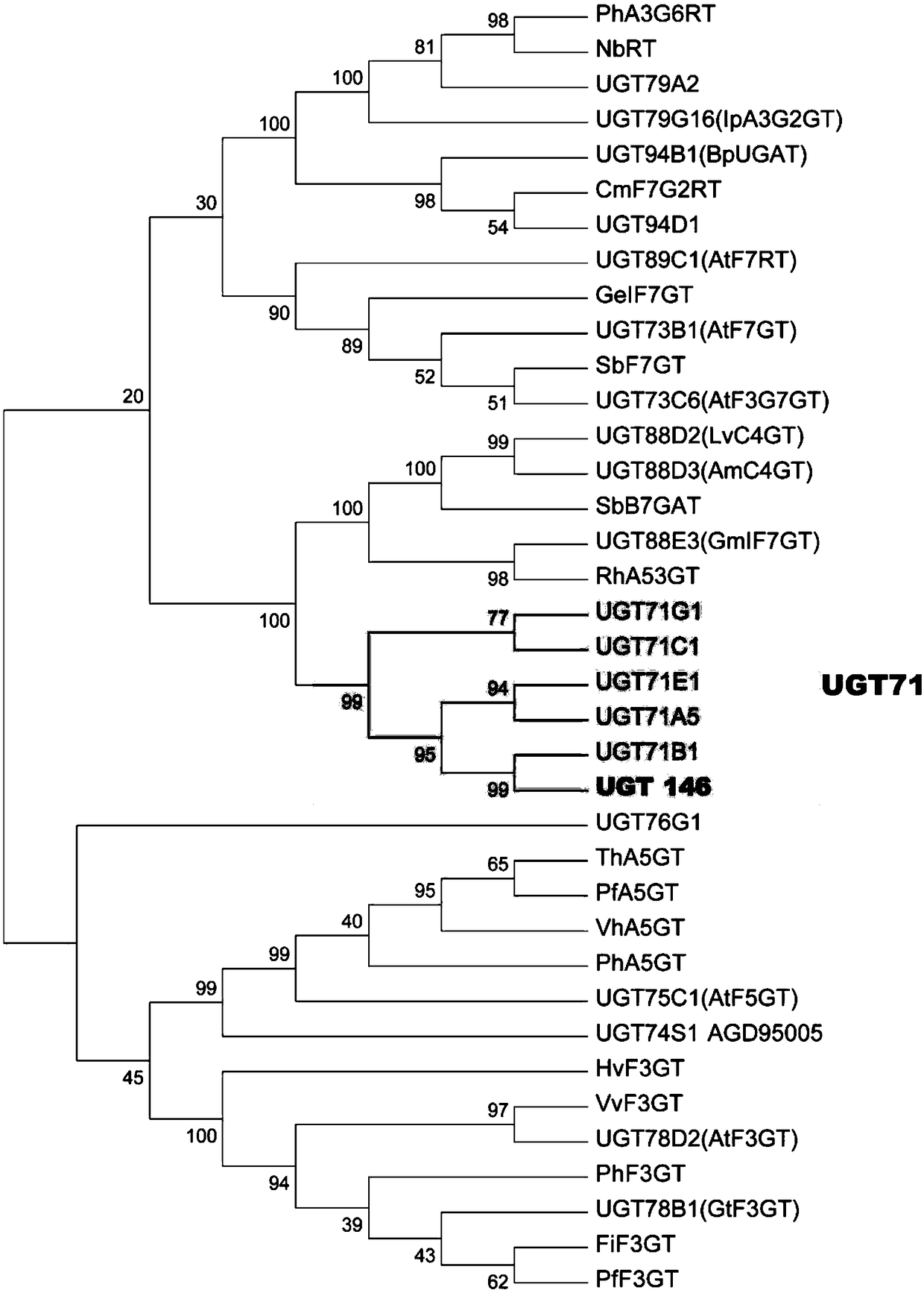 Protein UGT146 as well as coding genes and application thereof